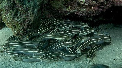 School of Striped Catfish are hiding inside a coral cave. Striped Eel Catfish