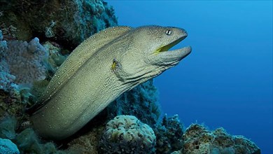 Close-up portrait of Moray with open mouth peeks out of its hiding place. Yellow-mouthed Moray Eel