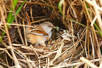 Bearded Tit