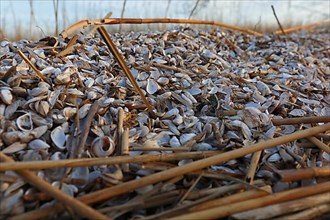 Washed-up mussels on the shore of Lake Kummerow