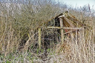 Dilapidated boat shed in willow bushes