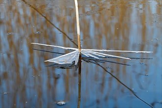 Ice structures on a reed blade in spring