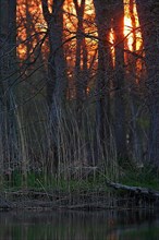 Sunset in the Alder Marsh Forest