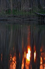 Sunset in the Alder Marsh Forest