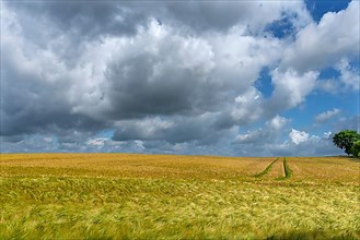 Rain clouds