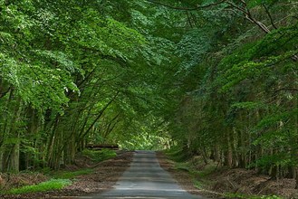 Beech forest on a forest road
