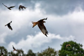 Red kites