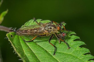 Common robber fly