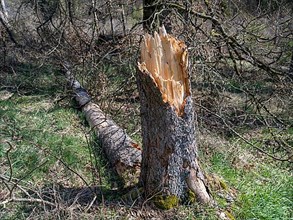 Fallen trees in Kellerwald-Edersee National Park
