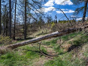 Fallen trees in Kellerwald-Edersee National Park