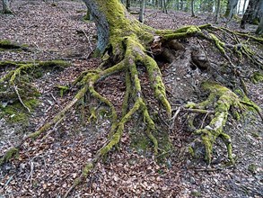 Tree roots in the Kellerwald-Edersee National Park