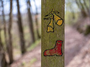 Wooden posts with trail markings and symbols for the Hagenstein Route