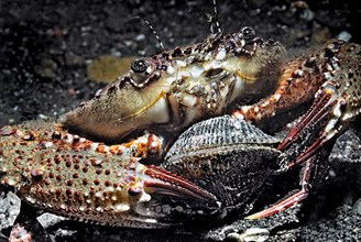Crab eating mussel