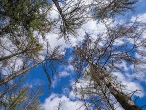 Tree tops against a blue sky with white clouds in the Kellerwald-Edersee National Park