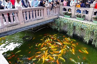 Goldfish under a bridge in Yuyuan Garden
