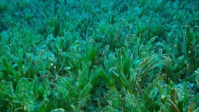 Close-up of the Halophila seagrass. Camera moving forwards above seabed covered with green seagrass. Underwater landscape. Red sea