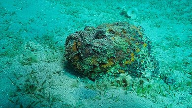 Close-up of the Stonefish lies on sandy bottom covered with green seagrass. Reef Stonefish