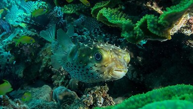 Porcupinefish is hiding under under Lettuce coral. Ajargo