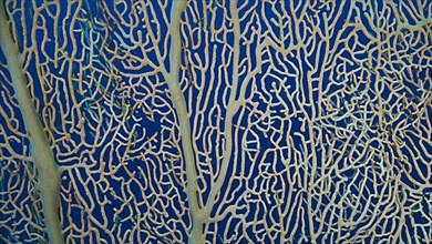 Details of the soft coral