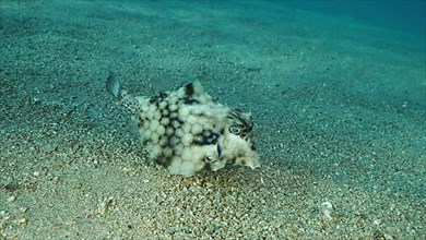 Close-up of Boxfish swims over sandy bottom. Thornback Boxfish or Camel Cowfish