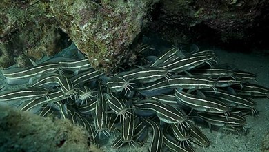 School of Striped Catfish are hiding inside a coral cave. Striped Eel Catfish