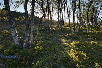 Morning light in the birch forest
