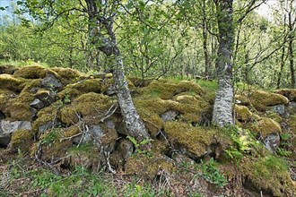 Mossy boulder wall with birch