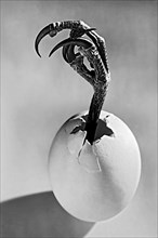 Egg with claw