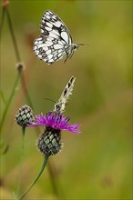 Checkered butterfly