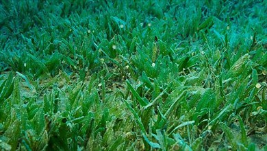 Close-up of the Halophila seagrass. seabed covered with green seagrass. Underwater landscape. Red sea