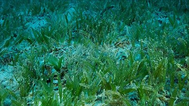 Close-up of the Halophila seagrass. seabed covered with green seagrass. Underwater landscape. Red sea