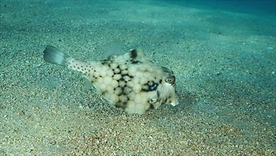 Close-up of Boxfish swims over sandy bottom. Thornback Boxfish or Camel Cowfish