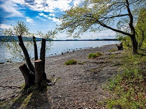Tree stump on the shore of Untersee