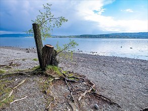 Tree stump on the shore of Untersee