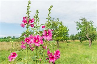 Bright pink tropical hibiscus flower in orchard. Alsace