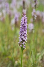 Moorland spotted orchid