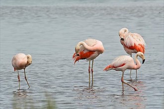 Chilean Flamingos