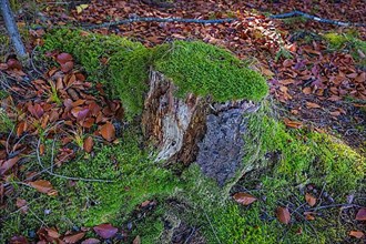 Mossy tree stump in autumn forest