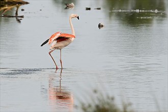 Chile flamingo
