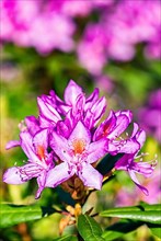 Purple flowers of Rhododendron in the sun