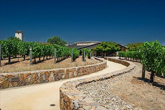 View of the vines at Robert Mondavi Winery