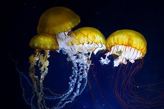 Pacific compass jellyfish