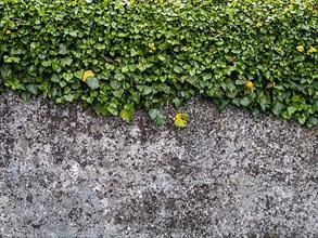 Greened old wall with lichens at the cemetery of St. George's Church