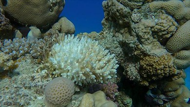 Bleaching and death of corals from excessive seawater heating due to climate change and global warming. Decolored corals in the Red Sea