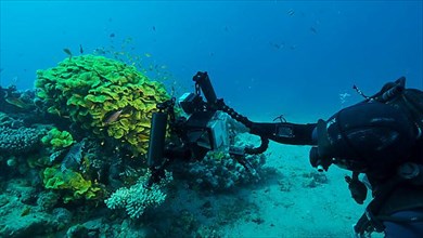 Underwater videographer shooting tropical fishes swimming near Lettuce coral or Yellow Scroll Coral