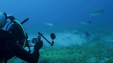 Underwater videographer shooting a school of Rotstreifen Meerbarbe fish is feeds on seqagrass. Underwater life in the ocean. Red sea