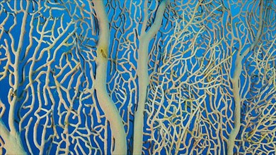 Details of the soft coral