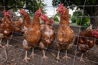Chickens in a free-range enclosure in Eitting