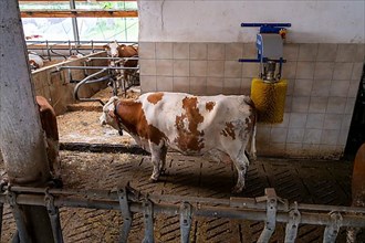 A dairy cow cleans her rear end with an automatic brush in a barn in Eitting