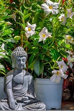 Buddha figure and white flowers